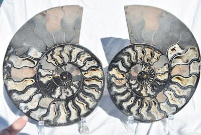 #ad Large Black Ammonite Pair Deep Crystals 110myo Fossil XXL 9.5quot; HUGE 240mm 3235xx $303.99