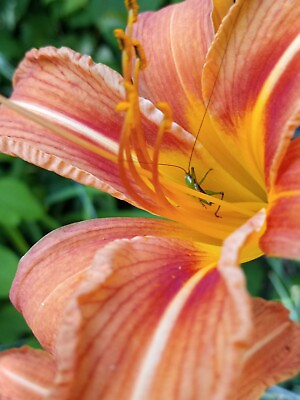 #ad 25 Orange Daylily Fans Bare Root Rhizome Plants With Bulbs Live Fresh Dug $25.99