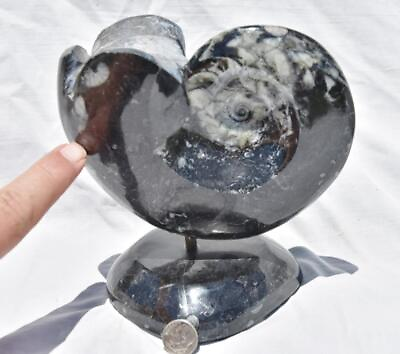 #ad WHOLE Morocco Ammonite Goniatite now mounted on Stand 145mm XLarge 5.7quot; 4175vv $99.99