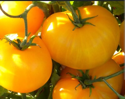 #ad #ad Yellow Beefsteak Tomato 30 Seeds Heirloom Organic $1.55