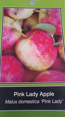 #ad PINK LADY APPLE 4 6 Ft TREE PLANT SWEET JUICY FRESH APPLES FRUIT TREES PLANTS $99.95