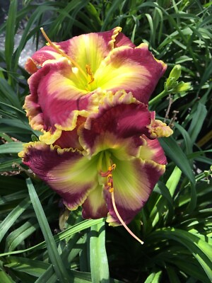 #ad ROSEMARIE LOUISE Daylilies 3 fans Return and multiply yearly World#x27;s Finest $89.95