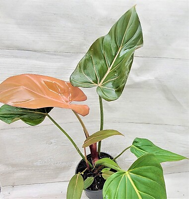 #ad Philodendron Summer Glory Philodendron Gloriosum Hybrid houseplant in 4quot; Pot $14.99