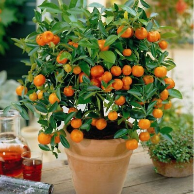 #ad #ad 25 Mandarin Orange Seeds Citrus reticulata Blanco Order Track 1st Class Ship $8.99