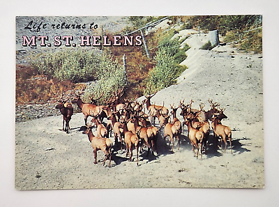 #ad Vintage 1988 Life Returns to Mt St Helens Washington postcard Unused elk Animal $3.00