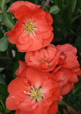 #ad Chaenomeles Orange Storms Takes Double Flowering Quince Indoors amp; Out Live Plant $23.95