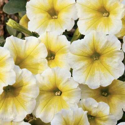 #ad 50 Yellow White Petunia Seeds Containers Hanging Baskets Window Seed 319 $2.49
