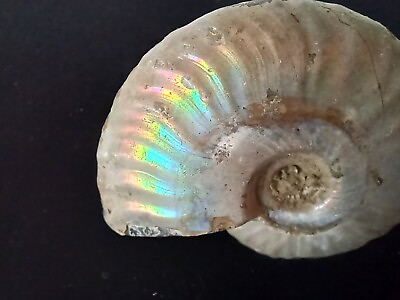 #ad Irridescent pearlized Ammonite $15.00