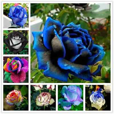 #ad 20 ROSE FLOWER SEEDS rare exotic plant garden for stratification germination $6.99