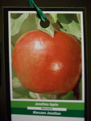 #ad JONATHAN APPLE 4 6 Fruit Tree Grow Crisp Sweet Healthy Apples Trees Orchards $99.95