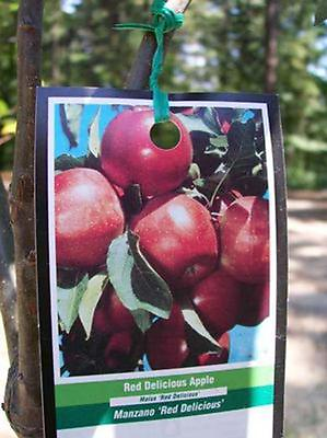 #ad RED DELICIOUS APPLE 4 6 FT Fruit Tree Plant Trees Ship to all 50 States USA $99.95