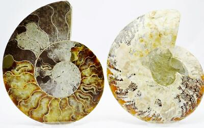 #ad Cut Split PAIR Ammonite Deep Crystal Cavity 110myo Fossil 153mm XXL 6.1quot; e2970yp $99.99