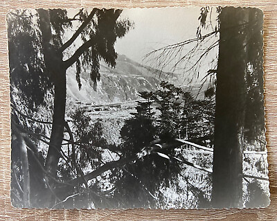 #ad 1940#x27;s Vintage California Central Coast Pacific Ocean Tree View Real Photo $13.92