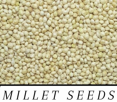 RED amp; WHITE Proso Millet Seed Wild Bird Food Raw amp; Recleaned ***Choose Size*** $8.99