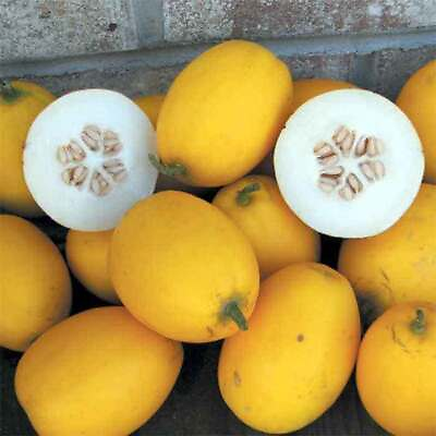 #ad Cantaloupe Seeds Hales Best Melon Seeds USA Grown Fresh Seeds $1.60