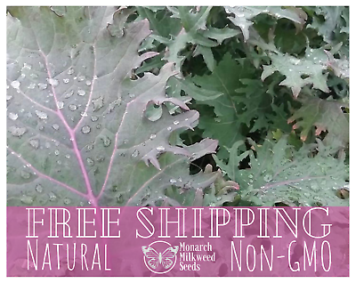 #ad 2900 Kale Seeds #x27;Red Russian#x27; Heirloom Non GMO Vegetable Gardening Seeds $12.99