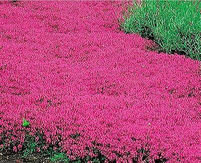 #ad Creeping Thyme RED Groundcover Perennial Low HERB Fragrant USA Non GMO 500 Seeds $4.48