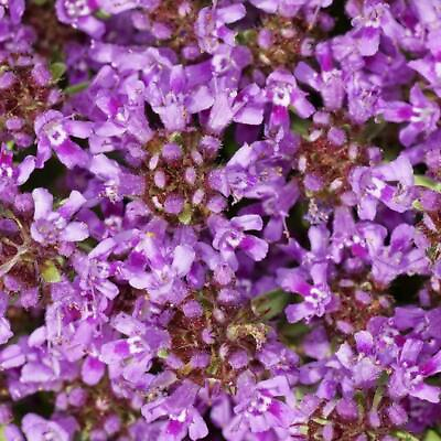 #ad 1000 Creeping Thyme Seeds Beautiful Blooms Dwarf 6 Inch Variety. Non GMO USA $2.99