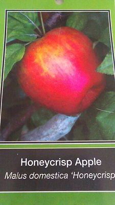 #ad HONEYCRISP APPLE 4 6 FT TREE PLANT SWEET JUICY APPLES FRUIT TREES PLANTS $99.95